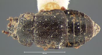 Media type: image;   Entomology 7369 Aspect: habitus dorsal view